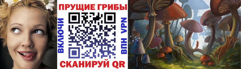 где продают наркотики  Волхов  Галлюциногенные грибы Psilocybine cubensis 